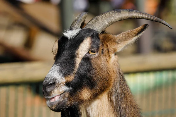 Retrato de macho branco-marrom-preto doméstico ibex capra — Fotografia de Stock