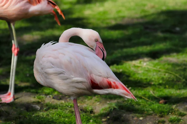 Pełne ciało różowe kolorowe Flamingo ptaków wodnych — Zdjęcie stockowe