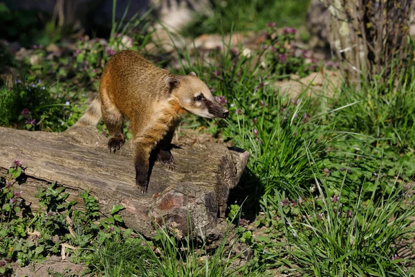 Full body of sitting nasua raccoon on the tree stump Royalty Free Stock Images