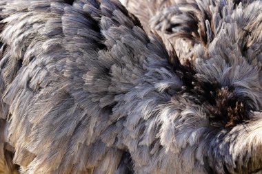Dişi gri büyük rhea tüyleri (Rhea americana)