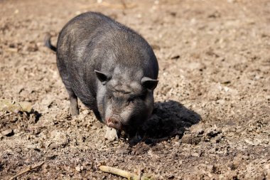Domuz ırkı Vietnam Pot-karınlı tam vücut
