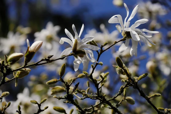 白星ステラタマグノリアのつぼみと花 — ストック写真