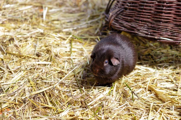 Vue cobaye domestique brune (Cavia porcellus ) — Photo