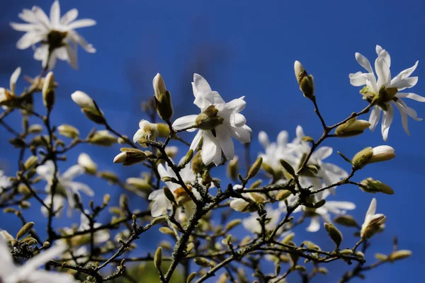 Brotes y flores del árbol estrellado magnolia blanco — Foto de Stock