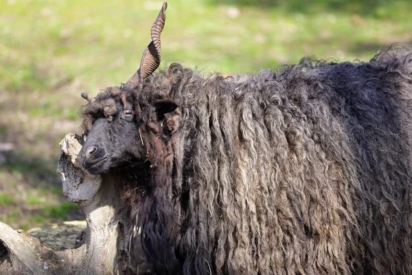 Porträtt av inhemska svarta racka Wallachian får — Stockfoto