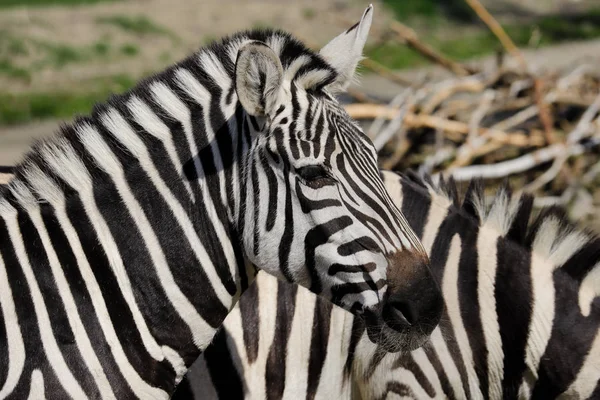 Portrét africké pruhovaným kožichem Zebra — Stock fotografie