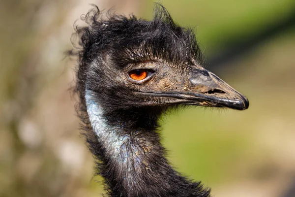 Ausztrál emu (Emufélék novaehollandiae portréja) — Stock Fotó