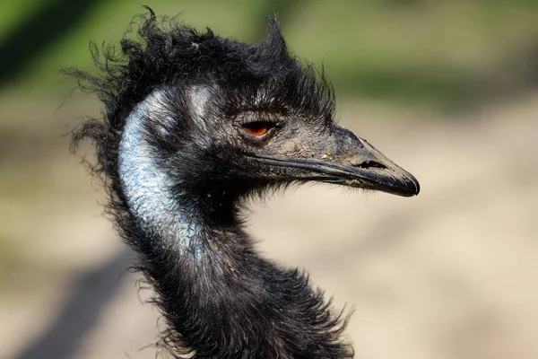 Retrato de Emu australiano (Dromaius novaehollandiae ) — Fotografia de Stock