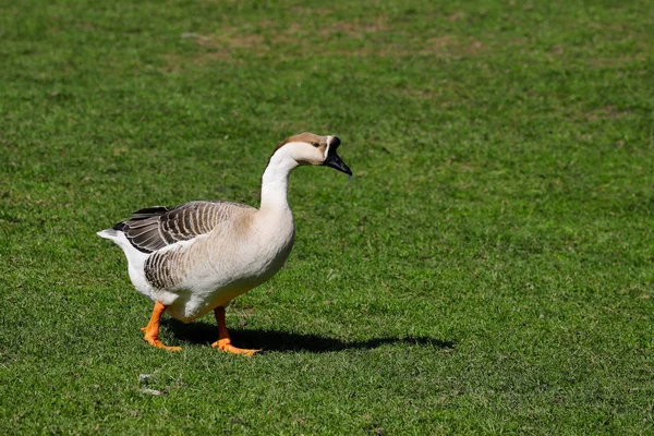 Hoofdgedeelte van gedomesticeerde chinese ganzen op de groene weide — Stockfoto