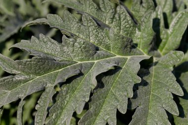 Bahar bahçesinde yeşil bitki yaprakları yakın çekim