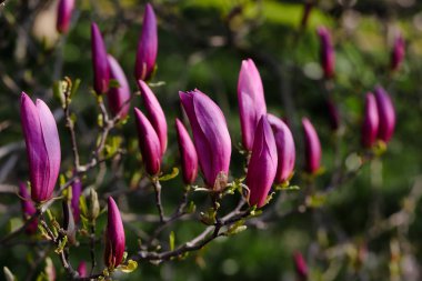 Bahar bahçesinde siebolds manolya ağacının Şubesi