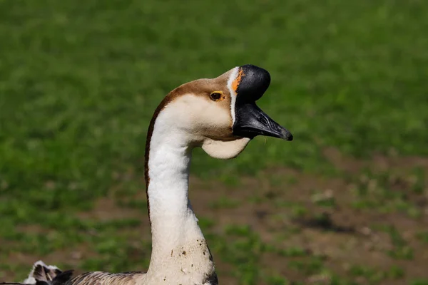 Porträtt av manliga domesticerade kinesiska gäss på den gröna ängen — Stockfoto