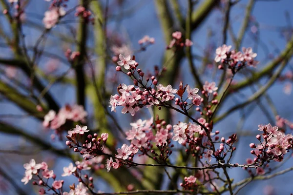 春の庭でプルナスの serrulata 桜の枝 — ストック写真