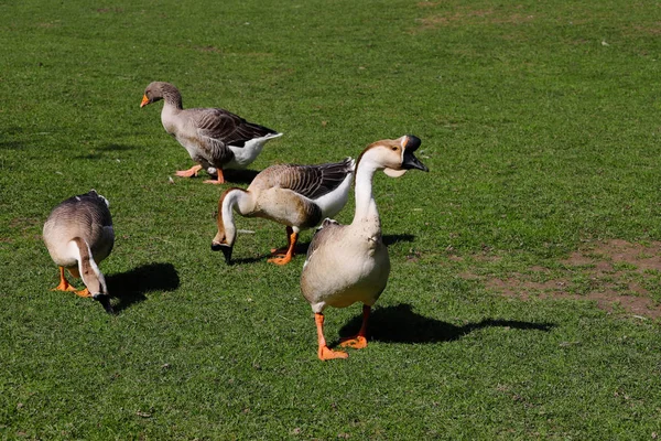 Toulouse and chinese domestic geese on the green meadow — Stock Photo, Image