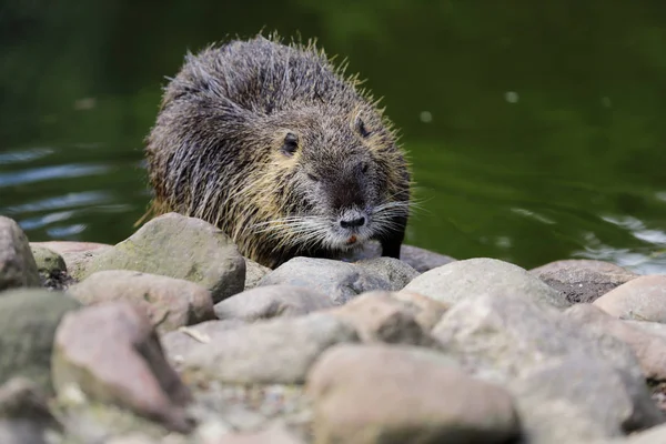 Portret van beverrat (Myocastor coypus) aan de rivier — Stockfoto