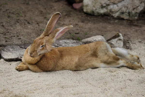 Ganzkörper des männlichen braunen Flämischen Riesenkaninchens — Stockfoto