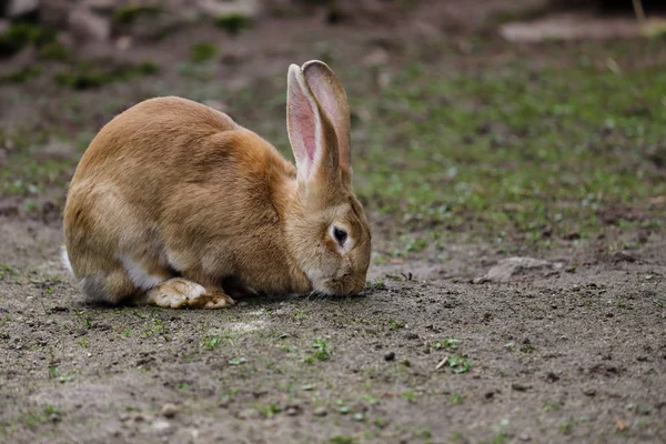 Celé tělo domácího hnědého obřího králíka — Stock fotografie