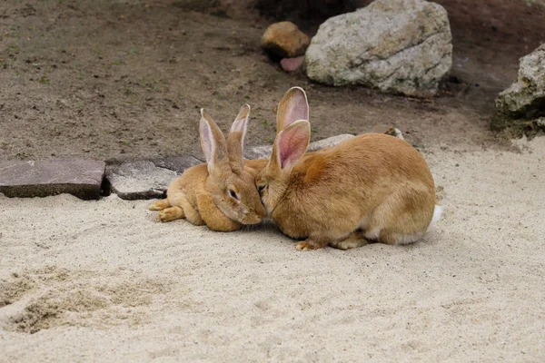 Вид пары внутренних коричневых фламандских гигантских кроликов — стоковое фото