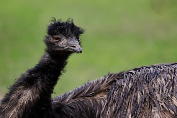 Ritratto di Emu australiano (Dromaius novaehollandiae ) — Foto Stock