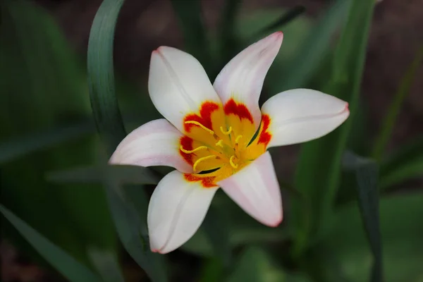 Blick auf die weiß-gelb-orangefarbene Tulpenblume im Frühlingsgarten — Stockfoto