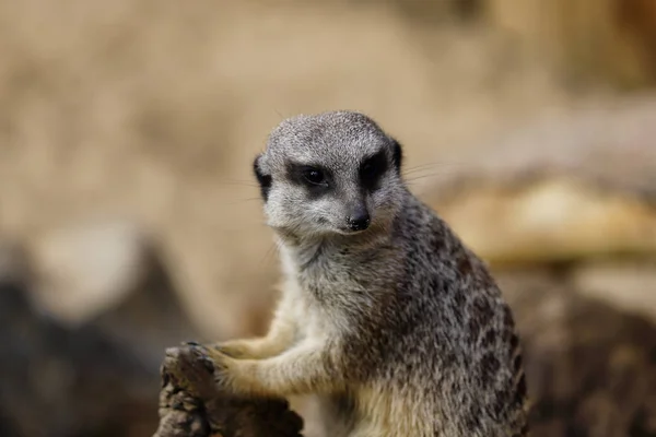 Retrato de um africano selvagem Meerkat (Suricatta ) — Fotografia de Stock