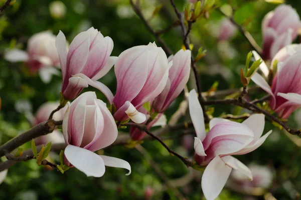 Rama de siebolds magnolia árbol en el jardín de primavera — Foto de Stock