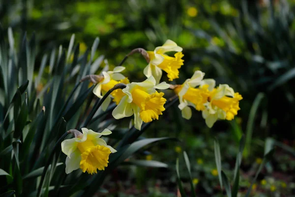Tekintettel a fehér-sárga nárcisz virágok a tavaszi kert — Stock Fotó