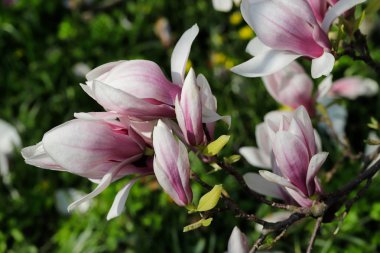 Bahar bahçesinde siebolds manolya ağacının Şubesi