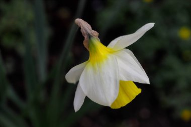 Bahar bahçesinde beyaz-sarı narcissus çiçek portresi