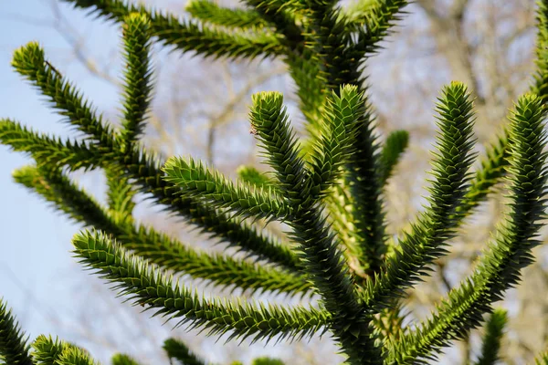 Veduta delle foglie della scimmia araucana Araucaria puzzle tree — Foto Stock