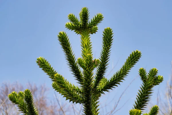 View of the leaves of the Araucaria araucana monkey puzzle tree — Stock Photo, Image