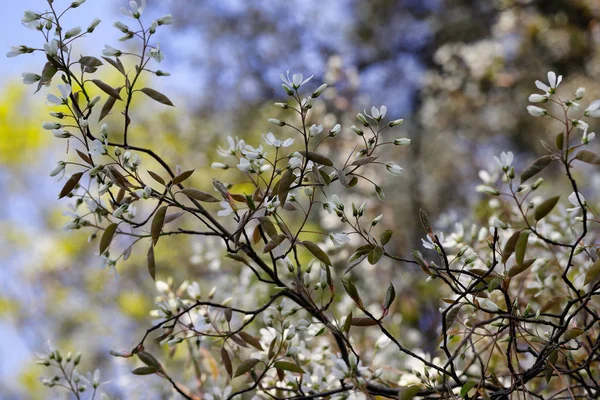 春庭の白い開花木の枝の眺め — ストック写真