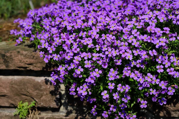 Vista de las flores púrpura escalada en la piedra — Foto de Stock