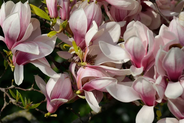 Rama de siebolds magnolia árbol en el jardín de primavera — Foto de Stock