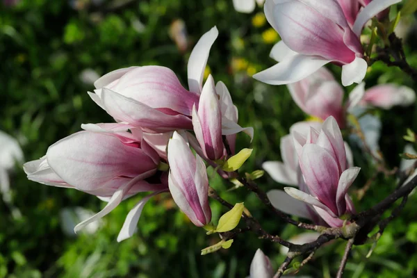 Rama de siebolds magnolia árbol en el jardín de primavera — Foto de Stock