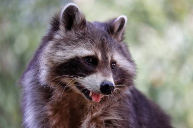 Uzatılmış dil ile ortak rakun portresi