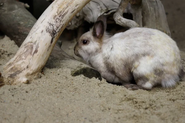 Corpo inteiro de coelho pigmeu doméstico bege-cinza (coelho ) — Fotografia de Stock