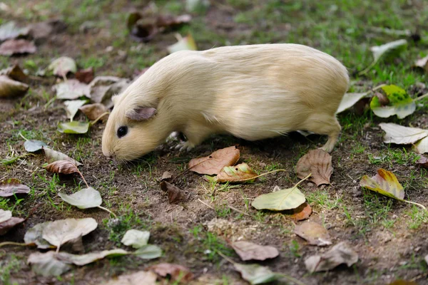 Voller Körper von beigefarbenem Meerschweinchen (cavia porcellus) — Stockfoto