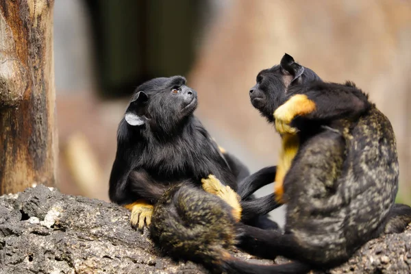 Семья обезьян с красными руками мидас тамарин — стоковое фото