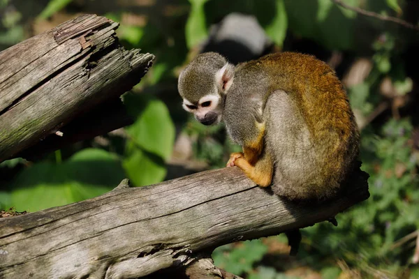 Volledige lichaam van de eekhoorn Simian aap op de boomstam — Stockfoto