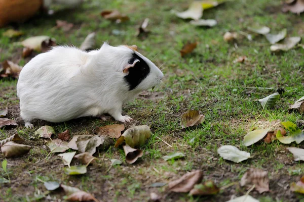 Pełne ciało czarno-białej świnki krajowej (Cavia porcellus) — Zdjęcie stockowe