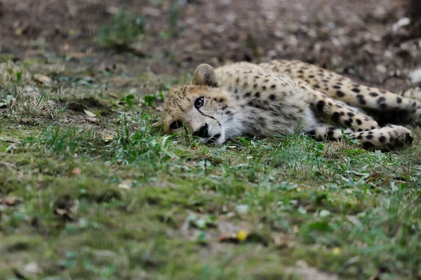 Widok na gepard duży kot z podrodziny Feline — Zdjęcie stockowe