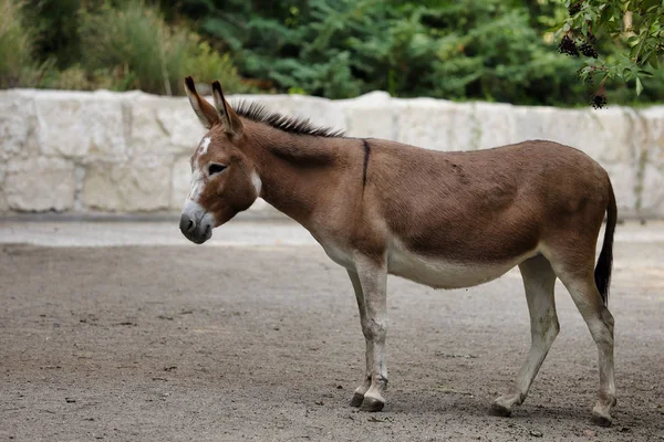 Full body of domestic brown donkey on the farm — Stock Photo, Image