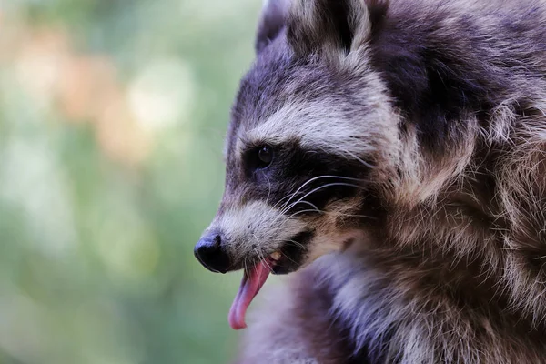 Porträt eines Waschbärs mit ausgestreckter Zunge — Stockfoto