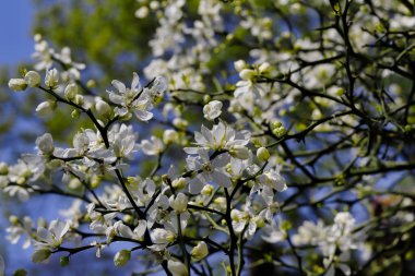 Trifoliate portakal çiçekli, poncirus trifoliata