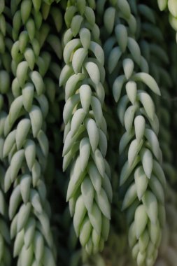 sedum morganianum yakın çekim (eşek kuyruk veya burros kuyruk)