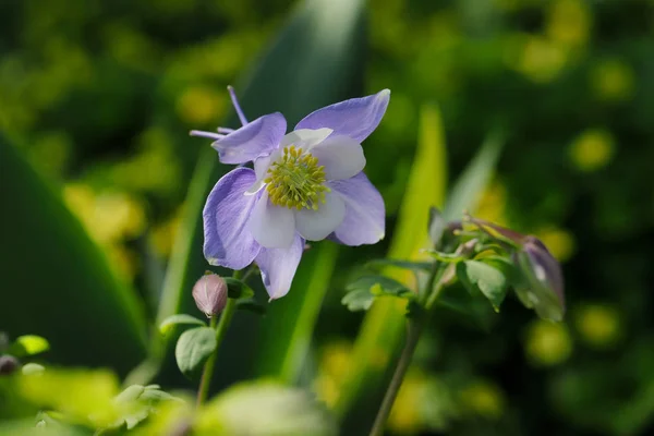 Nahaufnahme einer lila-weißen Blume im Frühlingsgarten. — Stockfoto