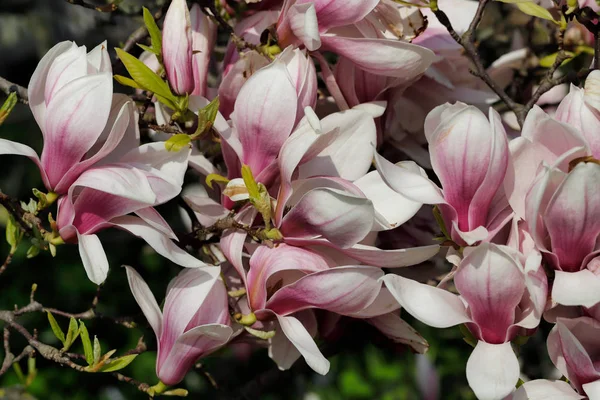 Rama de siebolds magnolia árbol en el jardín de primavera — Foto de Stock