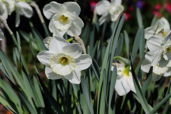 Retrato de flor narciso branco no jardim da primavera — Fotografia de Stock