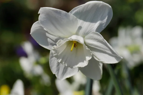 Portré fehér nárcisz virág a tavaszi kert — Stock Fotó